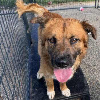 Jessie -  Golden Retriever and Black Mouth Cur Dog for Adoption in Smithfield, North Carolina - Jessie | PetCurious