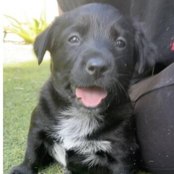 Sable -  Golden Retriever and Cattle Dog Dog for Adoption in Larkfield-wikiup, California - Sable | PetCurious