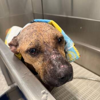 Chicken Biscuit -  Mixed Breed Dog for Adoption in Gainesville, Florida - Chicken Biscuit | PetCurious