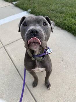 FUJI -  Terrier and Pit Bull Terrier Dog for Adoption - FUJI | PetCurious