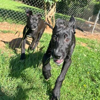 Manatee -  Black Labrador Retriever Dog for Adoption in Pittsburgh, Pennsylvania - Manatee | PetCurious