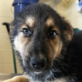 Bruiser -  Mixed Breed Dog for Adoption in Las Cruces, New Mexico - Bruiser | PetCurious