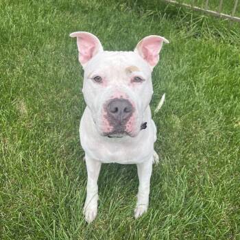 Jack Sparrow -  Pit Bull Terrier Dog for Adoption in Minneapolis, Minnesota - Jack Sparrow | PetCurious