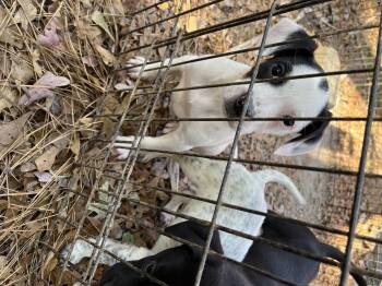 Rescue Labrador Retriever and Australian Cattle Dog Blue Heeler Dogs for Adoption in York, South Carolina - Oakley | PetCurious