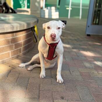 Rescue Boxer and Mixed Breed Dogs for Adoption in Cedar Park, Texas - Lola | PetCurious