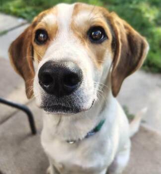 Snoopy -  Mixed Breed Dog for Adoption in Kitchener, Ontario - Snoopy | PetCurious