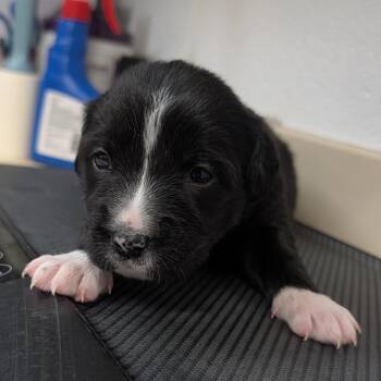 Chocolate -  Mixed Breed Dog for Adoption in Ardmore, Oklahoma - Chocolate | PetCurious