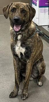 Rescue Akita and German Shepherd Dog Dogs for Adoption - SWEDEN | PetCurious