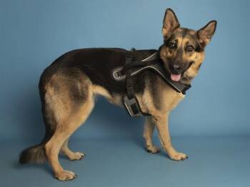 STELLA -  German Shepherd Dog Dog for Adoption in Phoenix, Arizona - STELLA | PetCurious