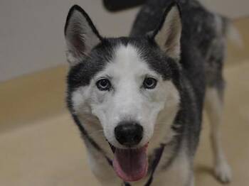 Bowie -  Husky Dog for Adoption in Portland, Oregon - Bowie | PetCurious