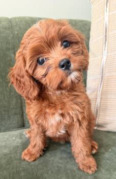 Autumn -  Cavalier King Charles Spaniel and Poodle Dog for Adoption in Overland Park, Kansas - Autumn | PetCurious