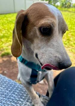 Barney -  Beagle Dog for Adoption in Montgomery, New Jersey - Barney | PetCurious