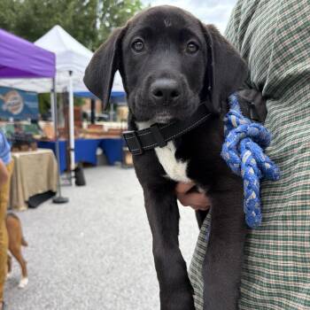 Hound Dogs Available for Adoption in Wando, South Carolina - Ruger | PetCurious