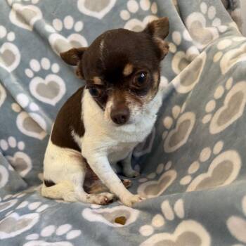 Chihuahua Dogs Available for Adoption in Williston, Florida - Kairo | PetCurious