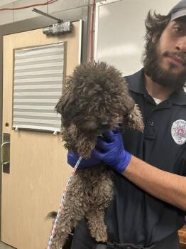 Mixed Breed Dogs Available for Adoption - A1280865 | PetCurious