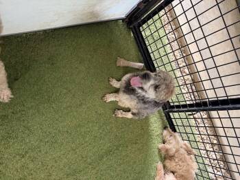 Bob -  Yorkshire Terrier and Miniature Poodle Dog for Adoption in Semmes, Alabama - Bob | PetCurious