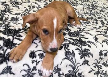 FABLE -  Australian Shepherd and Pit Bull Terrier Dog for Adoption in Fort Lauderdale, Florida - FABLE | PetCurious