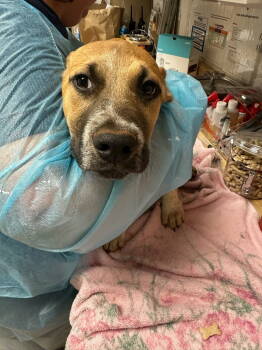 Rescue Beagle and Boxer Dogs for Adoption in Lovingston, Virginia - Binx | PetCurious