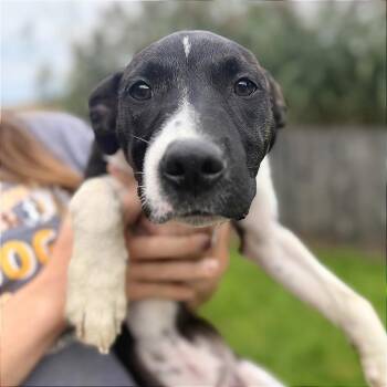 Punch -  Mixed Breed Dog for Adoption in Bangall, New York - Punch | PetCurious