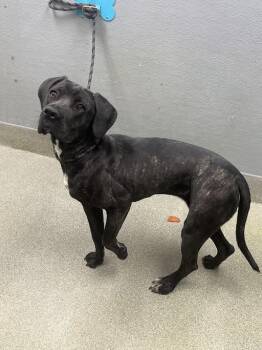 Cane Corso Dogs Available for Adoption in Las Vegas, Nevada - BAILA | PetCurious
