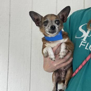 Chihuahua Dogs Available for Adoption - Pedro | PetCurious