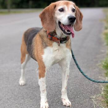 Beagle Dogs Available for Adoption in Decherd, Tennessee - Magnum | PetCurious