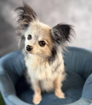 Polly -  Papillon Dog for Adoption in Garland, Texas - Polly | PetCurious