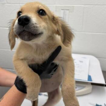 Mixed Breed Dogs Available for Adoption in Corpus Christi, Texas - Amber | PetCurious