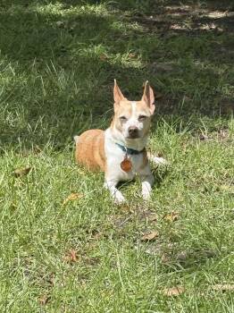 Waldo -  Chihuahua Dog for Adoption in Metairie, Louisiana - Waldo | PetCurious