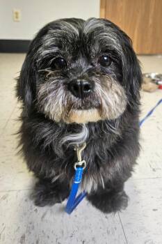 Shih Tzu and Mixed Breed Dogs Available for Adoption in Barron, Wisconsin - Pebble | PetCurious