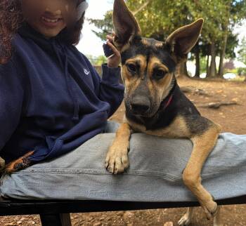 Maverick -  German Shepherd Dog Dog for Adoption in Harlingen, Texas - Maverick | PetCurious