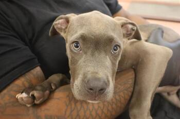 ABEL -  Mixed Breed Dog for Adoption in Columbia, South Carolina - ABEL | PetCurious