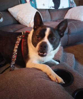 Walter in KS -  Boston Terrier Dog Available for Adoption - Walter In KS | PetCurious
