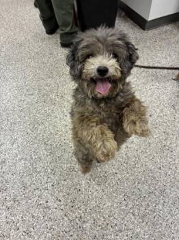 Ricky Bobby -  Poodle and Mixed Breed Dog for Adoption in Gastonia, North Carolina - Ricky Bobby | PetCurious