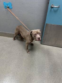 BRAYDEN -  Pit Bull Terrier Dog for Adoption in Las Vegas, Nevada - BRAYDEN | PetCurious