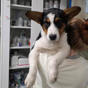 Cattle Dog and Cardigan Welsh Corgi Dogs Available for Adoption - Bullet | PetCurious