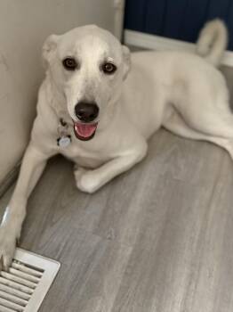 Rescue Labrador Retriever Dogs for Adoption in Lewiston, Idaho - Luna **COURTESY POST** | PetCurious