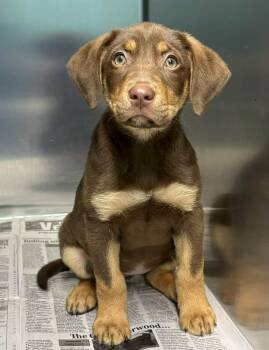 Labrador Retriever Dogs Available for Adoption in Newport, Tennessee - Carismatic | PetCurious