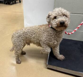 LIONEL -  Poodle and Mixed Breed Dog Available for Adoption in Minneapolis, Minnesota - LIONEL | PetCurious