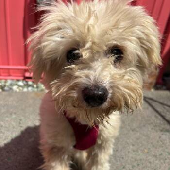 Otter Pop 14366 -  Miniature Poodle and Shih Tzu Dog for Adoption in San Francisco, California - Otter Pop 14366 | PetCurious