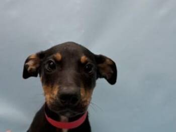 Sharon -  Australian Kelpie and Mixed Breed Dog for Adoption in Golden Valley, Minnesota - Sharon | PetCurious