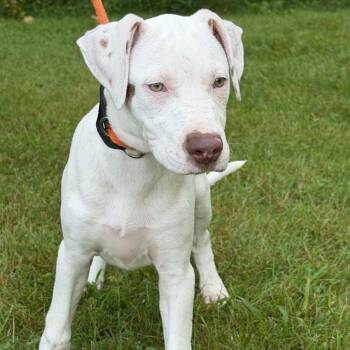 Kim -  Retriever Dog for Adoption in Pittsford, Vermont - Kim | PetCurious