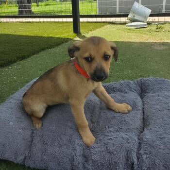 Felix CI -  Australian Cattle Dog Blue Heeler and Shepherd Dog for Adoption in Austin, Texas - Felix CI | PetCurious