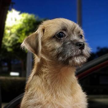Cheese Puff -  Terrier Dog for Adoption in Brookeville, Maryland - Cheese Puff | PetCurious
