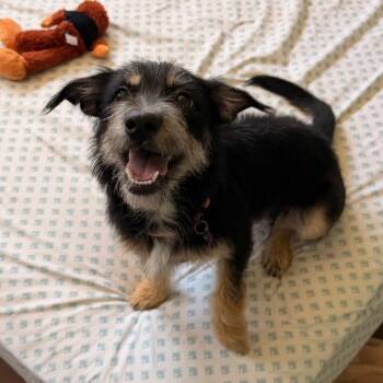 Luna -  Terrier and Mixed Breed Dog for Adoption in Tucson, Arizona - Luna | PetCurious