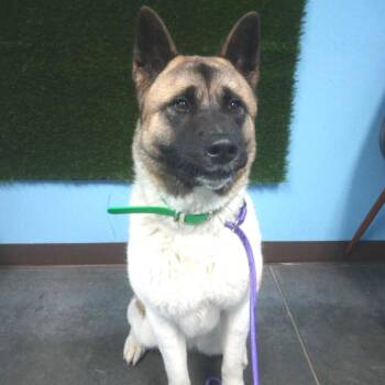 Misa -  Akita Dog for Adoption in Idaho Falls, Idaho - Misa | PetCurious