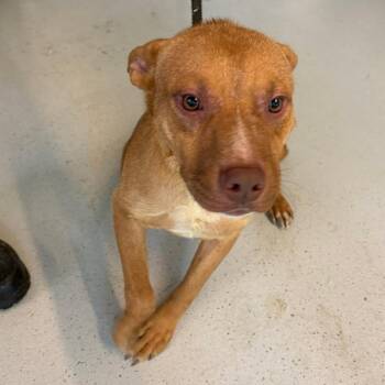 Punky -  Mixed Breed Dog for Adoption in Huntington, West Virginia - Punky | PetCurious