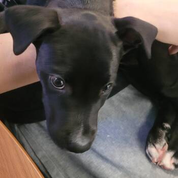 Mixed Breed Dogs Available for Adoption in Columbus, Georgia - 04/11/2026-Stray-HiltonAvenue | PetCurious