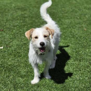 Jitter -  Parson Russell Terrier and Cairn Terrier Dog for Adoption in Mead, Colorado - Jitter | PetCurious