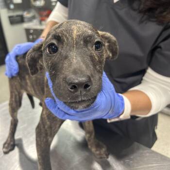 Grove -  Feist and Mixed Breed Dog for Adoption in Tampa, Florida - Grove | PetCurious